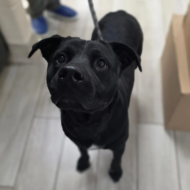 An adult large-sized female Labrador Retriever dog named Carolina Shores for adoption in Chatham, VA