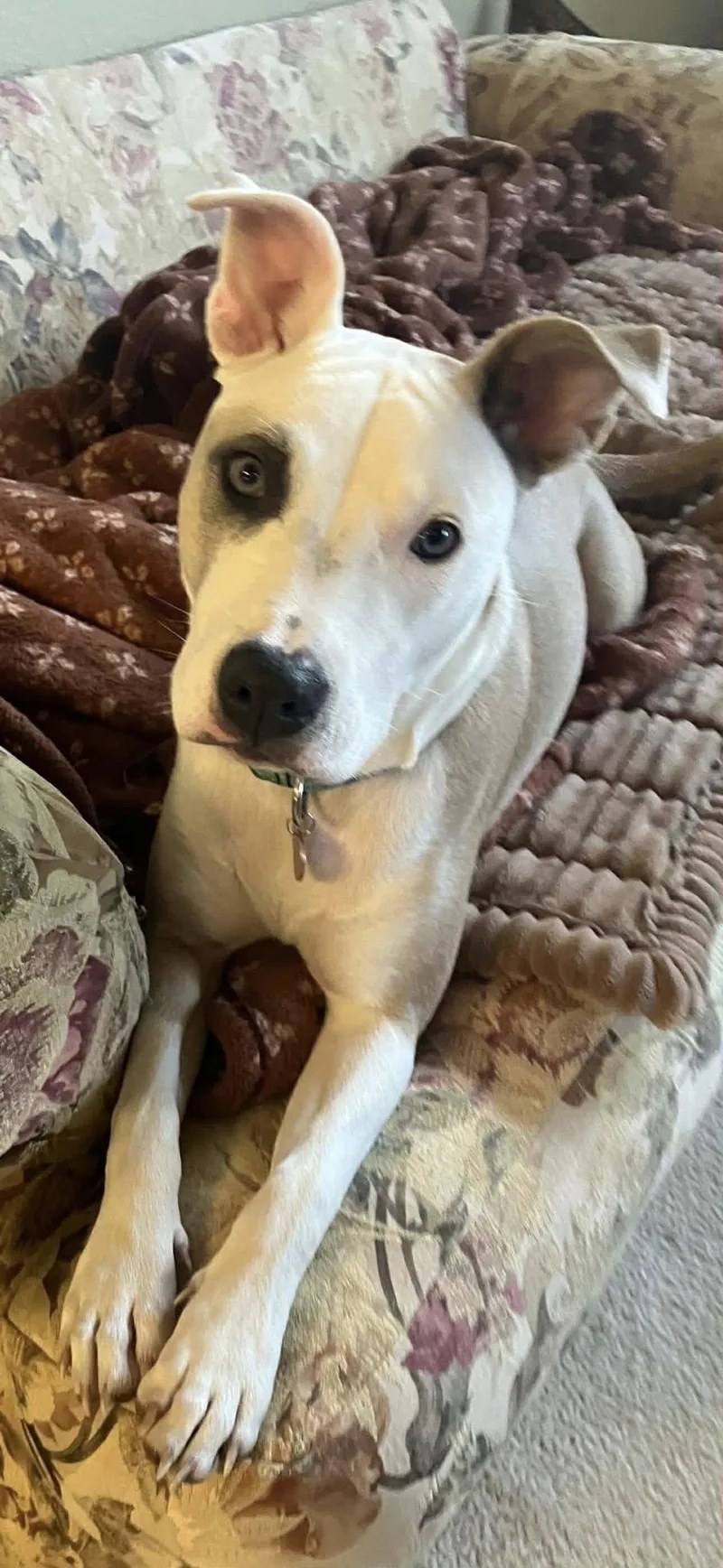 A young medium-sized female Apricot / Beige American Staffordshire Terrier dog named Abby for adoption in Schertz, TX