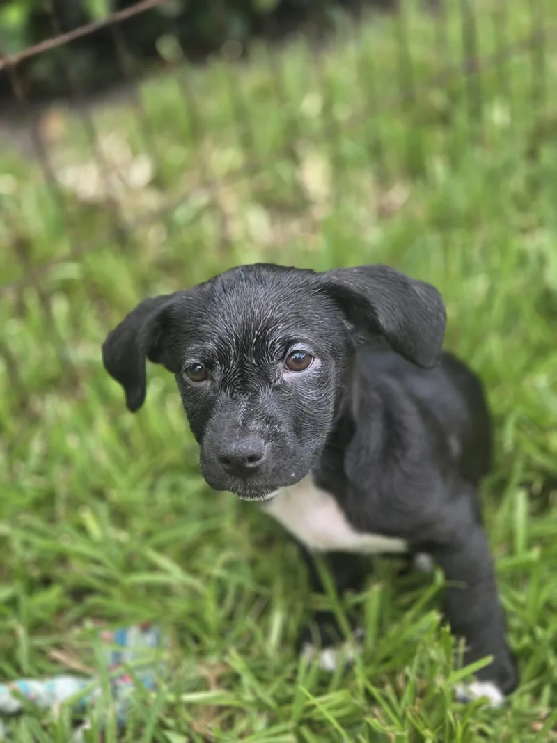 A baby medium-sized female Labrador Retriever dog named Luna for adoption in Sanford, FL