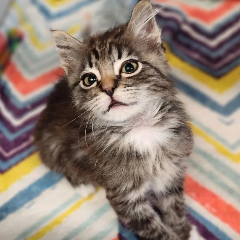 A baby small-sized male Brown / Chocolate Domestic Medium Hair cat named Ranger for adoption in Reno, NV
