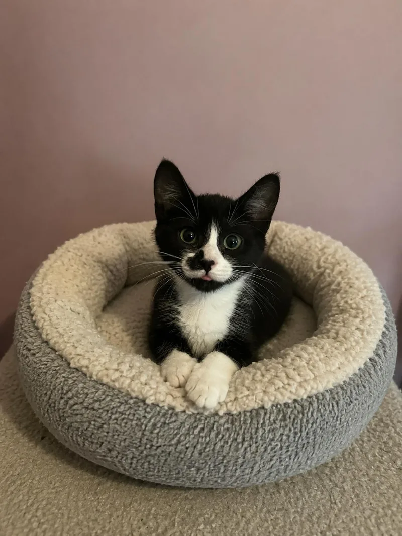 A young medium-sized female Black & White / Tuxedo Domestic Short Hair cat named Bubble Gum Peep for adoption in Belchertown, MA
