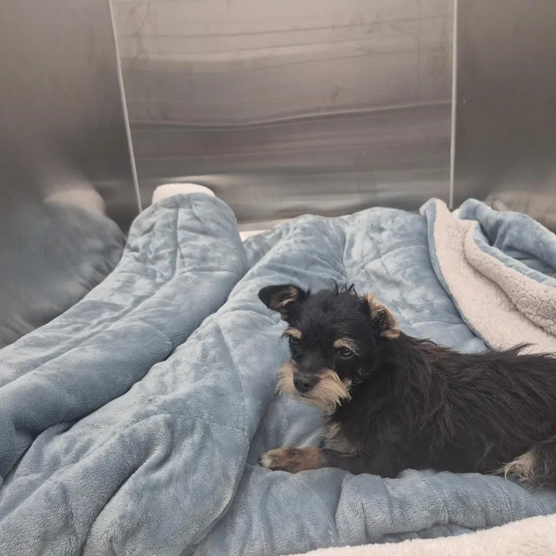 A young small-sized male Black Terrier dog named Sid for adoption in Montgomery, AL
