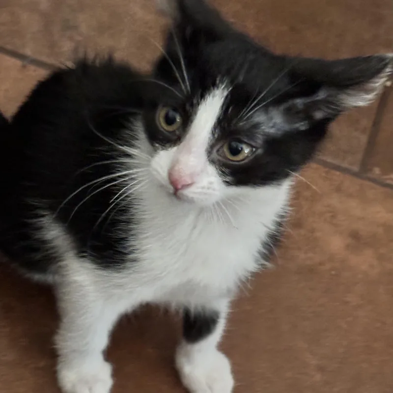 A baby small-sized female Black & White / Tuxedo Domestic Short Hair cat named Xyla for adoption in Bentonville, AR