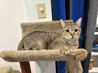 An adult medium-sized male Domestic Short Hair cat named Goliath for adoption in Trenton, NJ