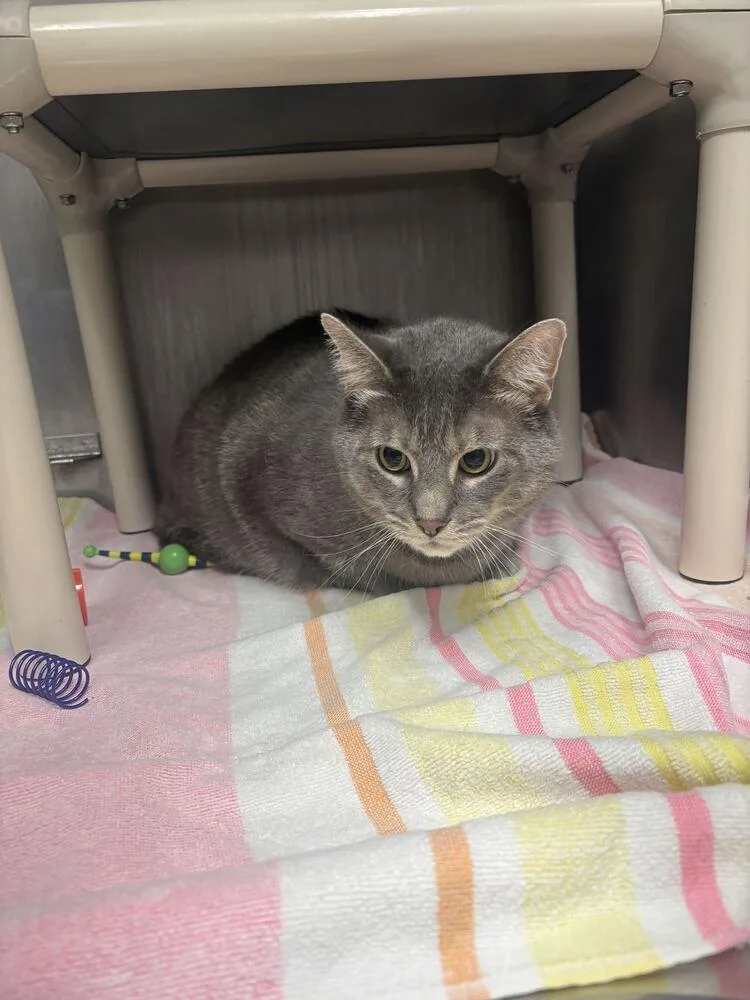 An adult large-sized male Gray & White Domestic Short Hair cat named Boogeyman for adoption in Bowling Green, OH