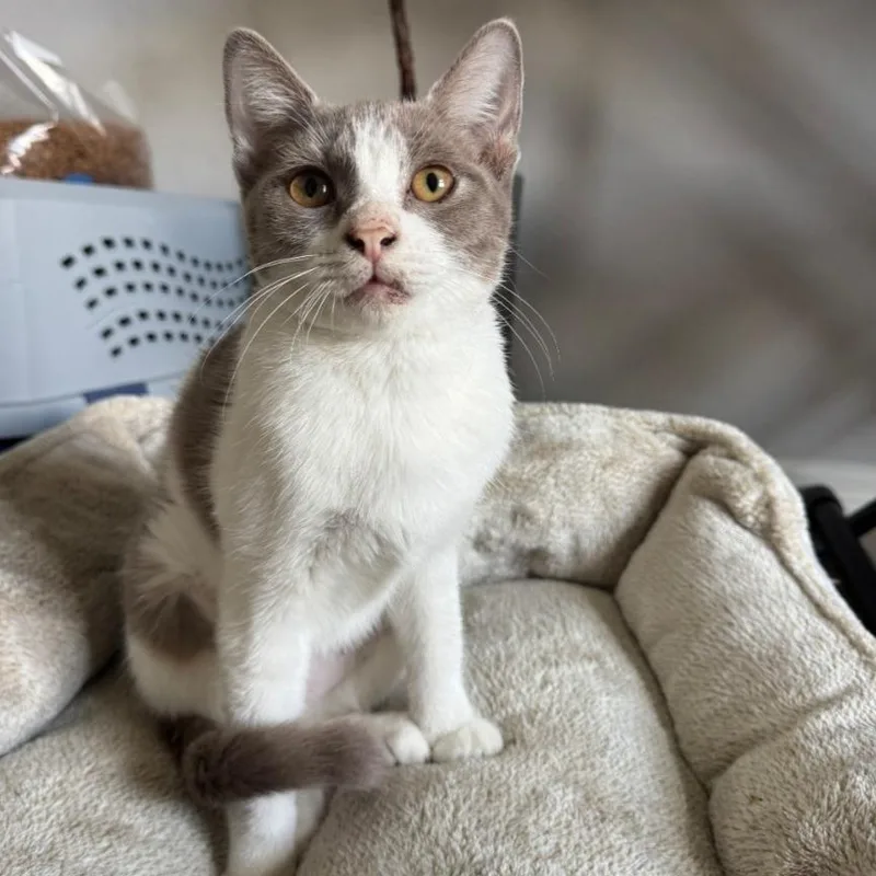 A young small-sized female Calico Domestic Short Hair cat named Penelope for adoption in Tustin, CA