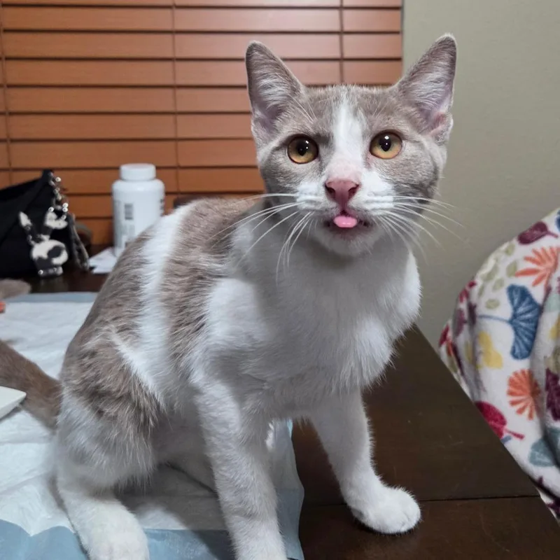 Penelope thumbnail 3