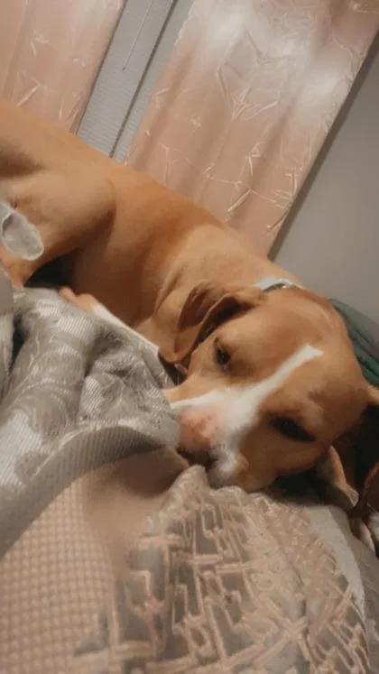 A young medium-sized female Pit Bull Terrier dog named Daisy Maisy for adoption in Atlanta, GA