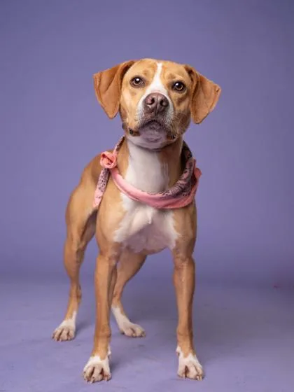 Daisy Maisy thumbnail 2