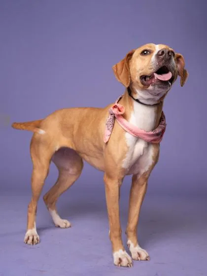 Daisy Maisy thumbnail 3