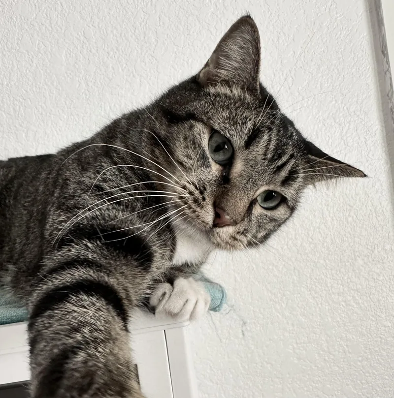 Ollie thumbnail 4