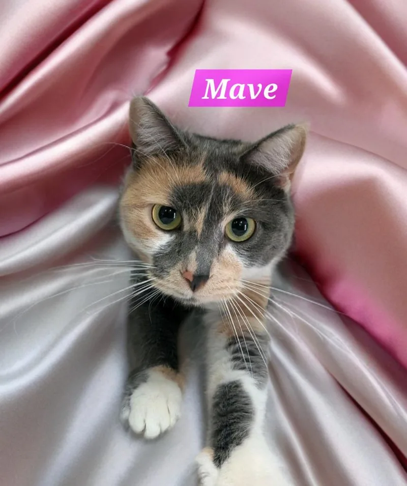 A young medium-sized female Domestic Short Hair cat named Maeve for adoption in Jim Thorpe, PA