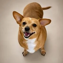 A senior small-sized female Yellow / Tan / Blond / Fawn Chiweenie dog named Maia for adoption in Lincoln, IL