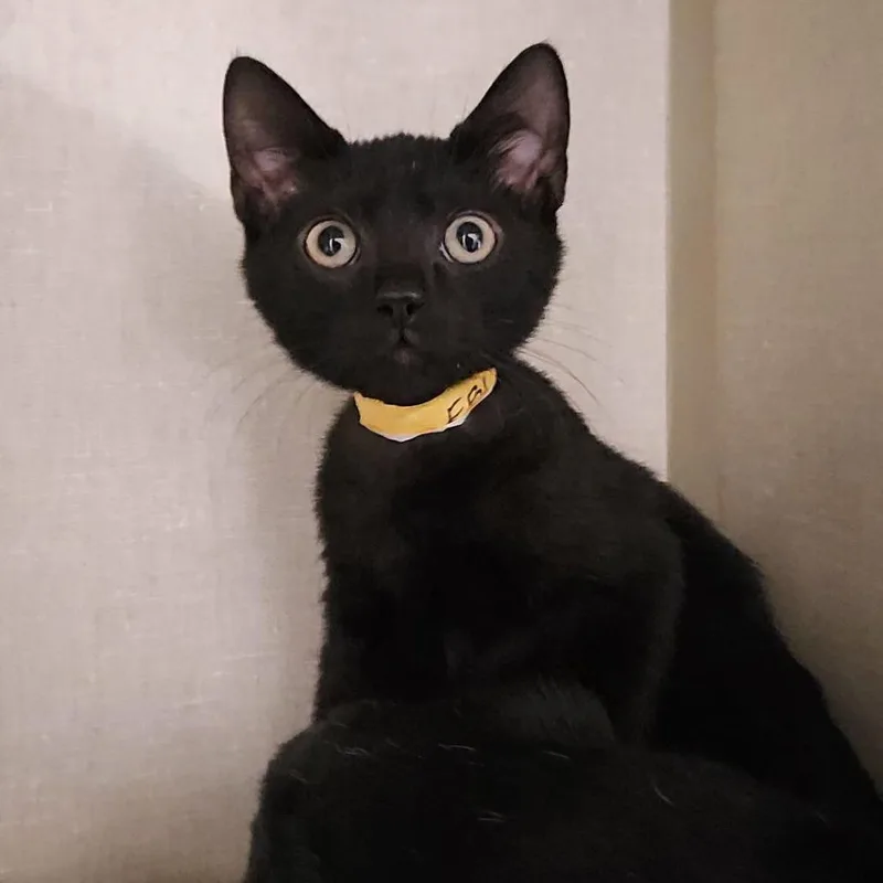A baby small-sized male Black Domestic Short Hair cat named Ebi for adoption in Lakewood, CO