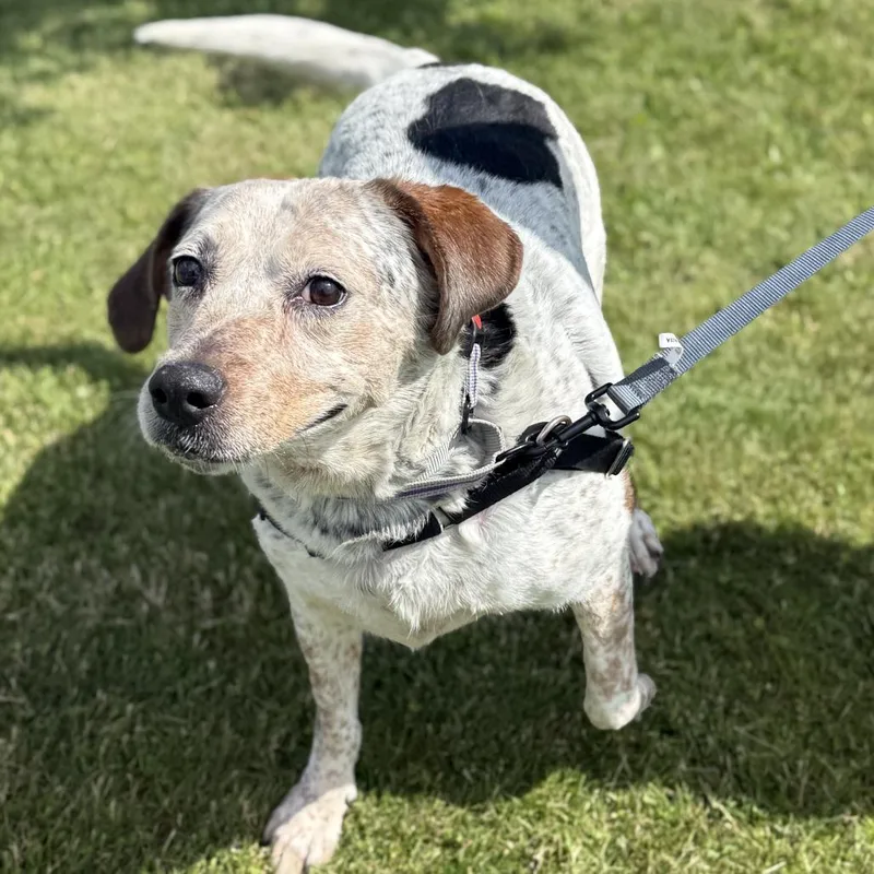 A senior large-sized female White / Cream Mixed Breed dog named Violet for adoption in Dover, NH