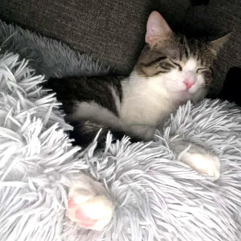 Gremlin Carver thumbnail 2