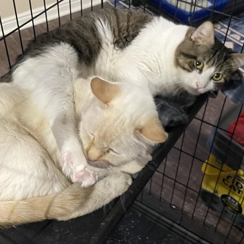 Gremlin Carver thumbnail 3