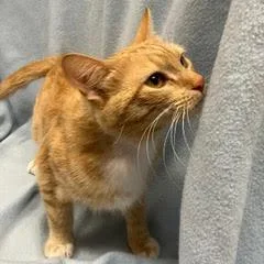 A baby medium-sized female Tabby (Orange / Red) Tabby cat named Perch for adoption in Green Valley, AZ