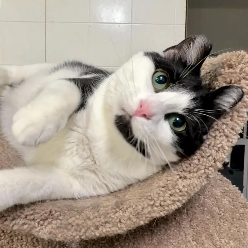 A young medium-sized male Black & White / Tuxedo Domestic Short Hair cat named Oreo for adoption in Beacon, NY