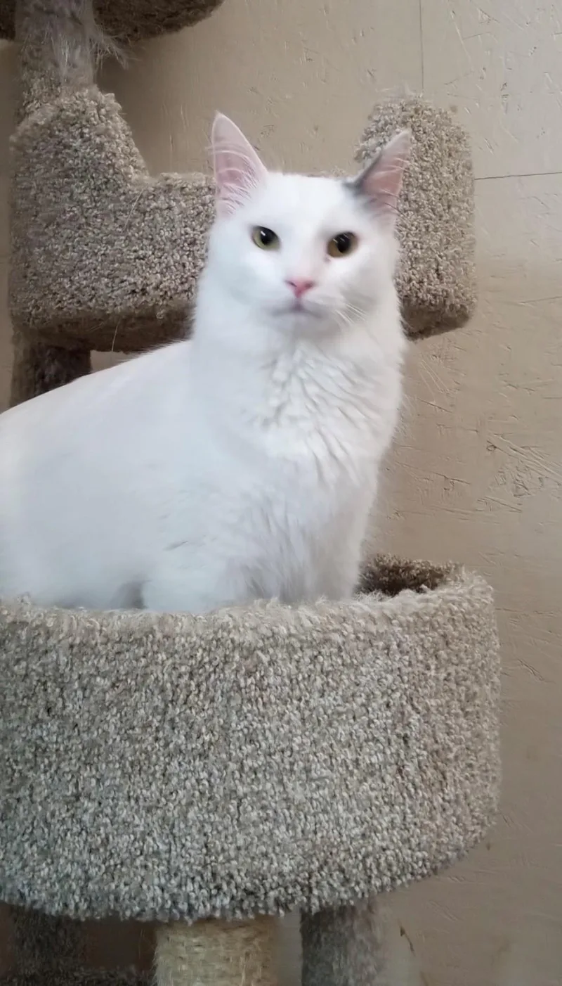 An adult medium-sized male White Domestic Short Hair cat named Mac for adoption in Walworth, WI