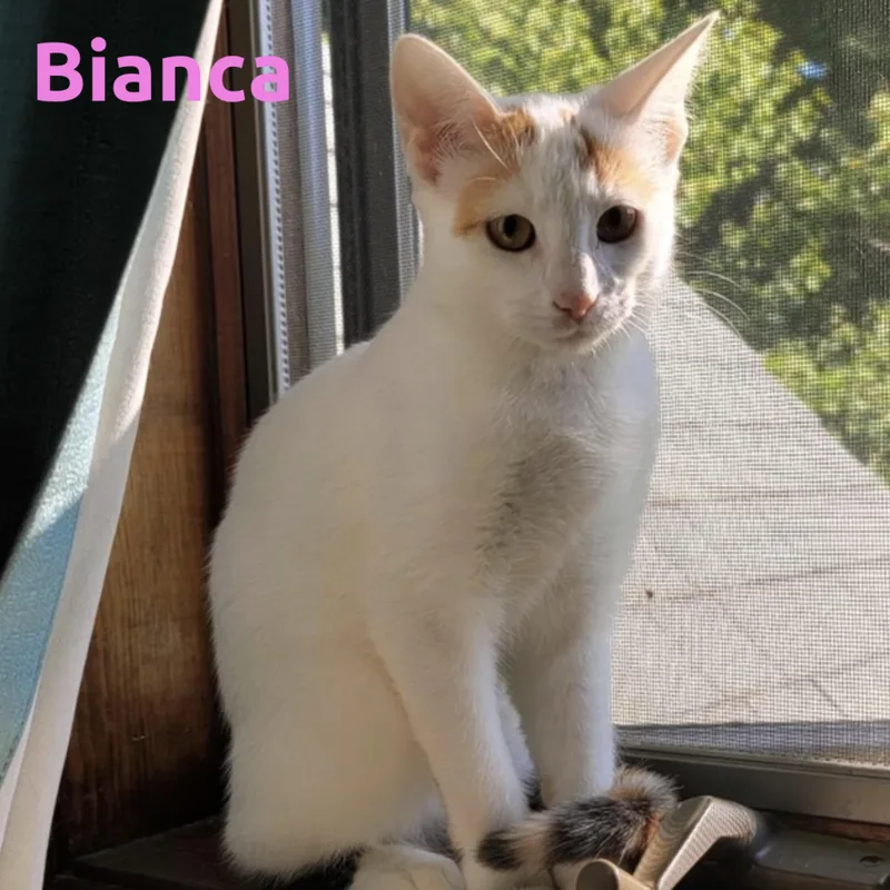 A young small-sized female Domestic Short Hair cat named Bianca for adoption in Louisville, KY