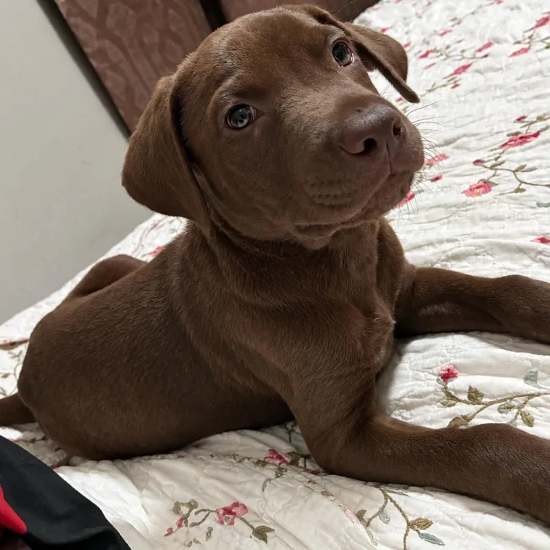 A baby small-sized male Brown / Chocolate Labrador Retriever dog named Titan for adoption in Rogersville, MO