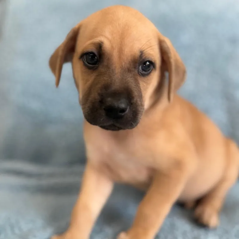 A baby medium-sized male Brown / Chocolate Cattle Dog dog named Dylan for adoption in St. Peters, MO