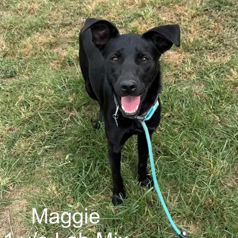 A young large-sized female Black Labrador Retriever dog named Maggie for adoption in Collinsville , OK