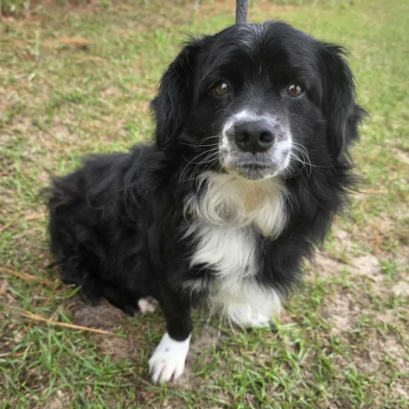 Ollie