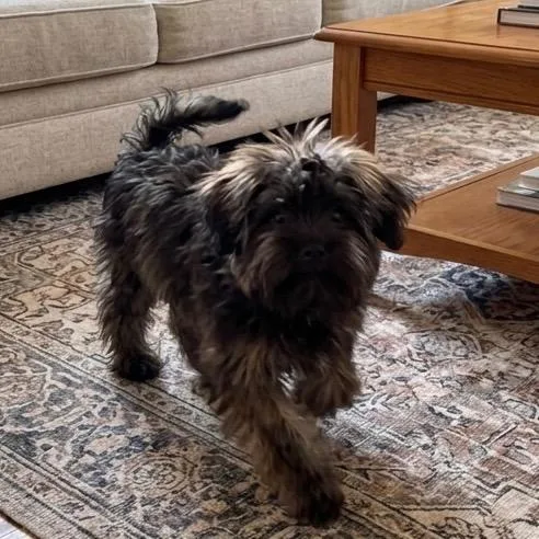A baby medium-sized male Schnauzer dog named Rocco for adoption in Pittsfield, IL
