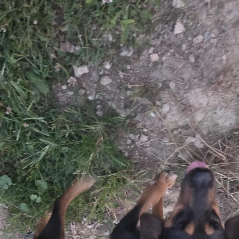 Bonnie thumbnail 3