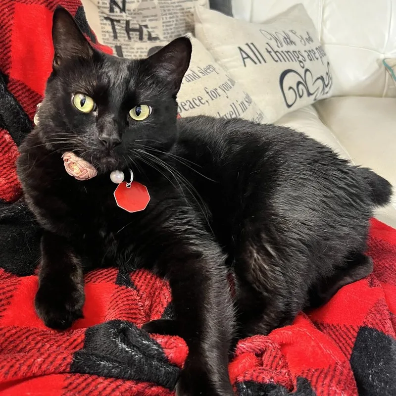 An adult large-sized female Black Domestic Short Hair cat named Jojo for adoption in West Palm Beach, FL