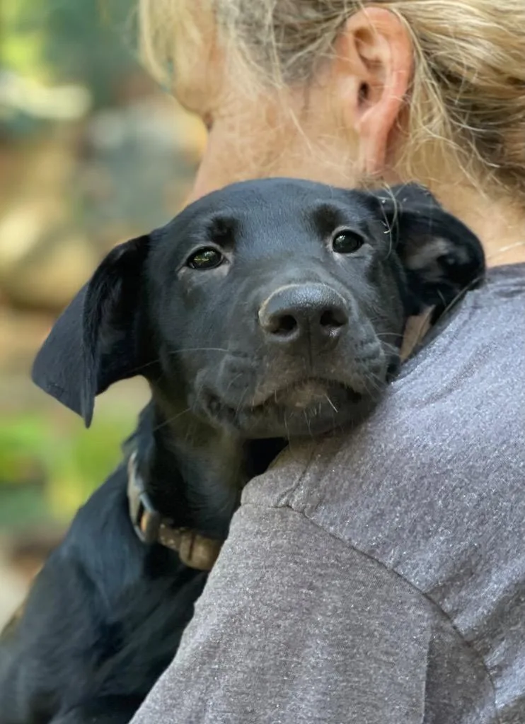 An adult medium-sized female Shepherd dog named Becka for adoption in Gilmer, TX