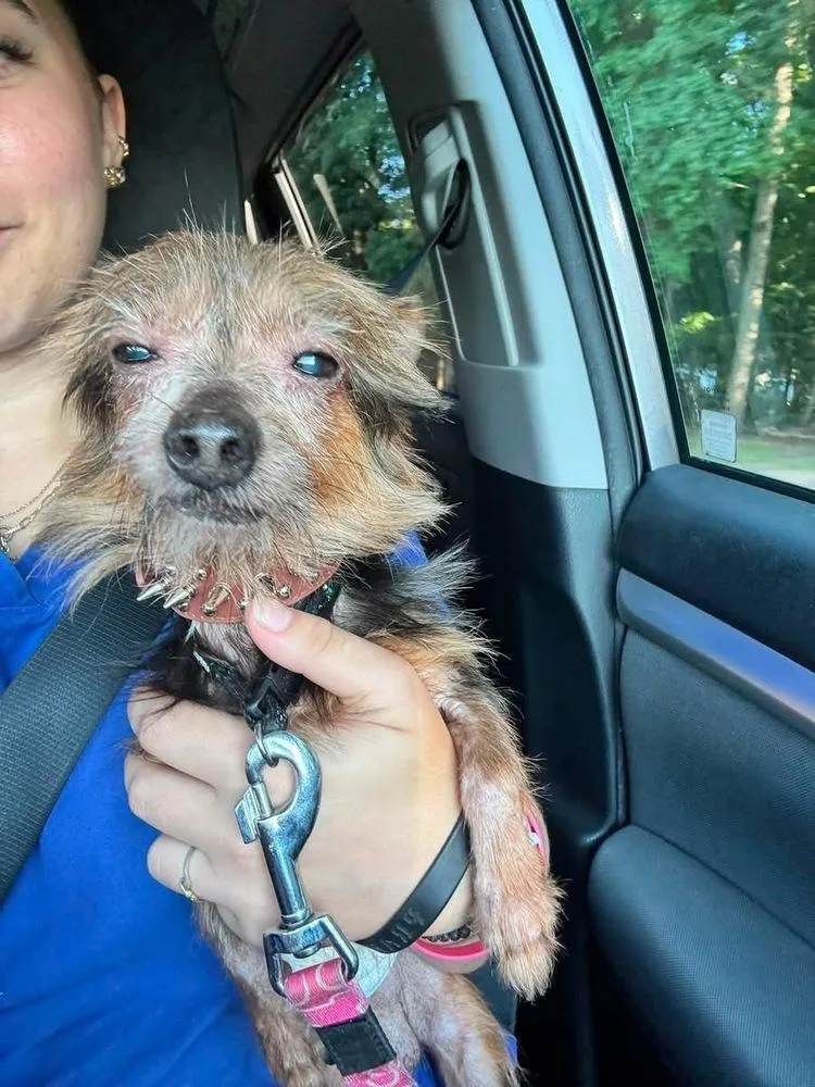 An adult small-sized male Yorkshire Terrier dog named Gene Simmons for adoption in Milton, DE