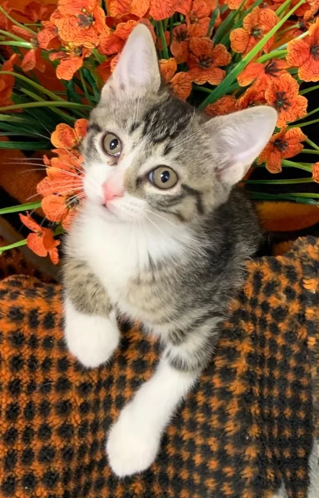 Zelda