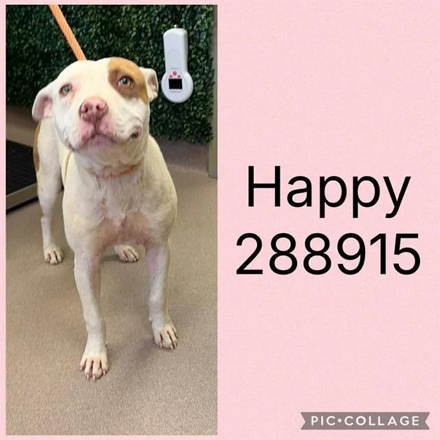 A young medium-sized female Pit Bull Terrier dog named Happy for adoption in Macon, GA