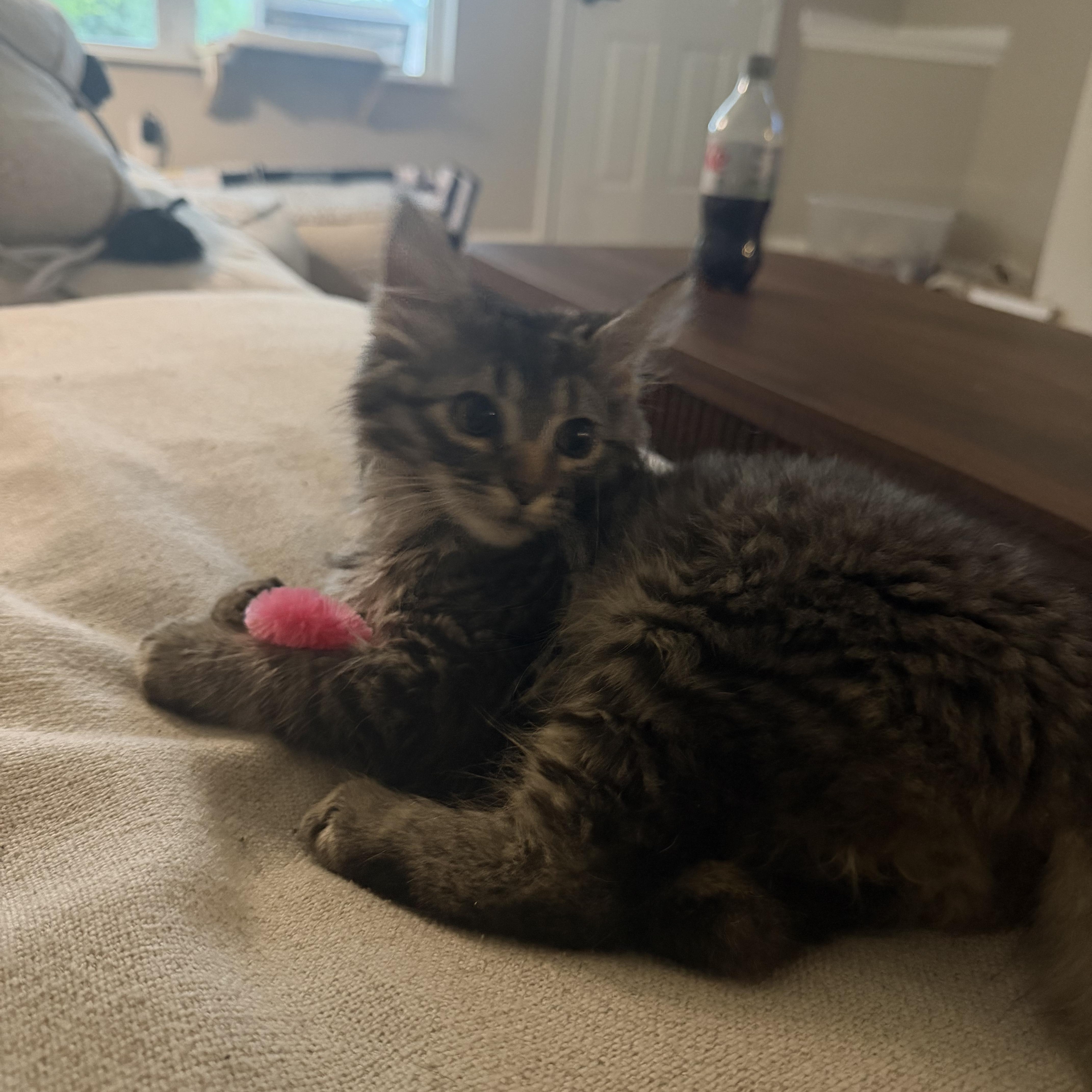 A baby small-sized male Tabby (Brown / Chocolate) Domestic Short Hair cat named Teddy for adoption in Nashville, TN