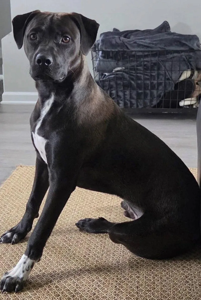 A baby medium-sized male Labrador Retriever dog named Bottlecap for adoption in Germantown, OH