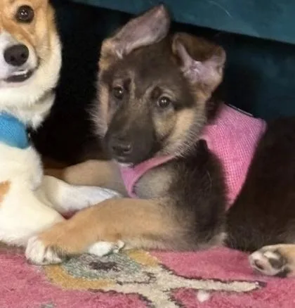 A baby small-sized female German Shepherd Dog dog named Horse for adoption in Hobart, IN