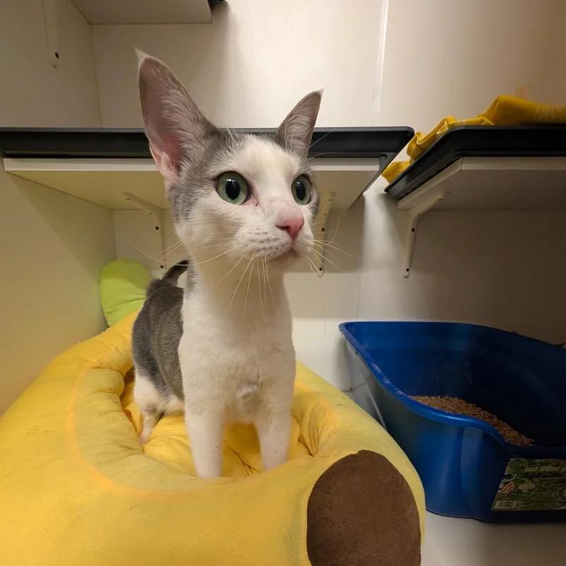 Mads  Costa Mesa thumbnail 2