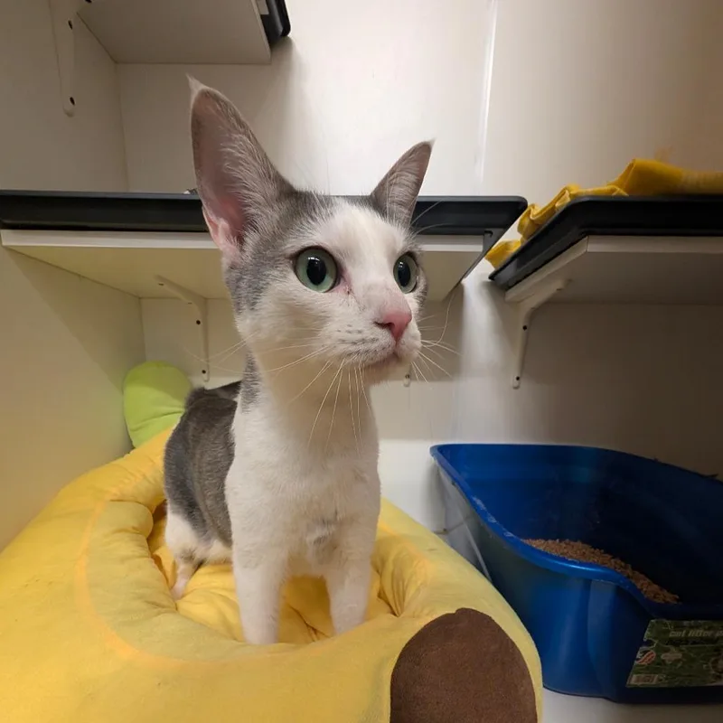 Mads  Costa Mesa thumbnail 3