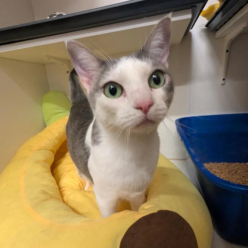 Mads  Costa Mesa thumbnail 4