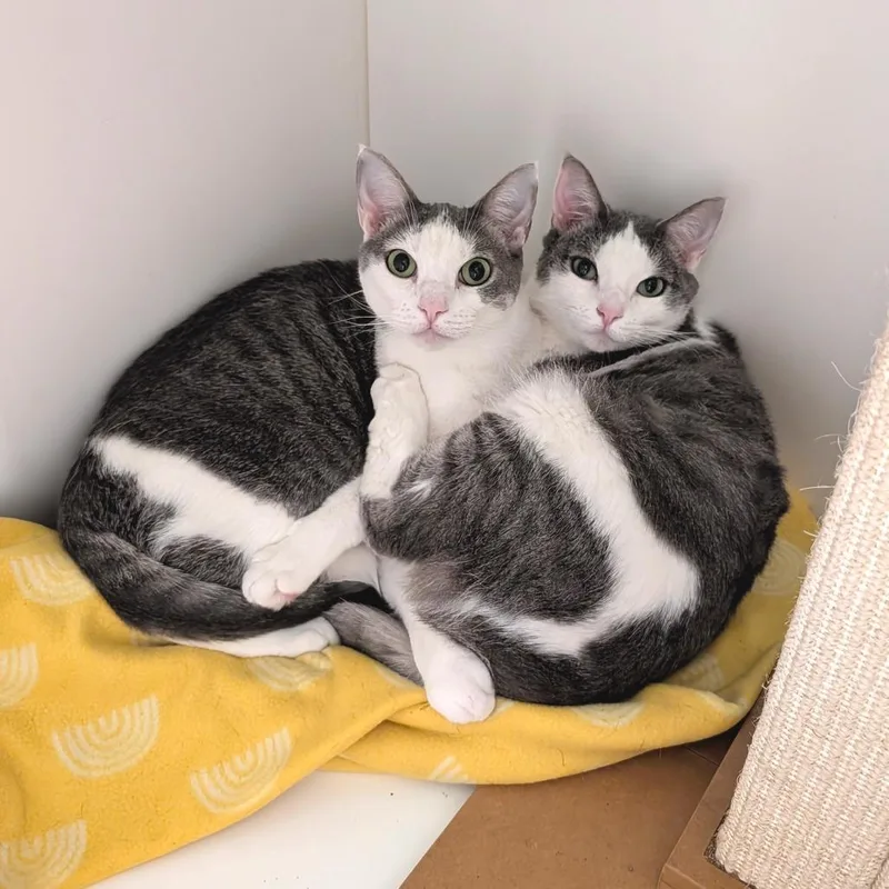 Mads  Costa Mesa thumbnail 5