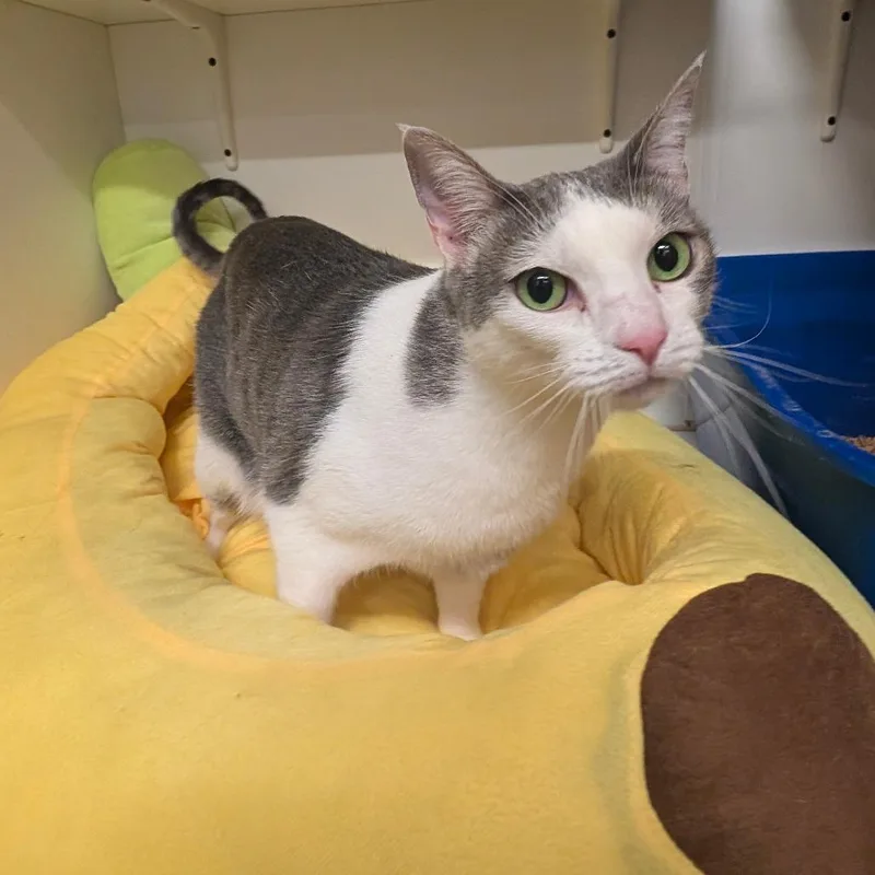 Mads  Costa Mesa thumbnail 6