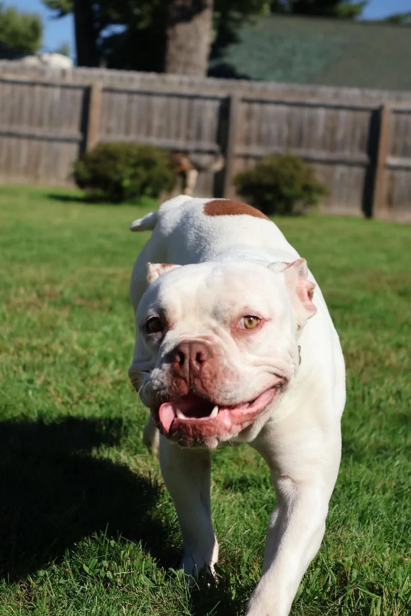 A baby large-sized male Terrier dog named Smoosh for adoption in Waterloo, IA