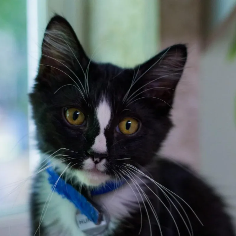 A baby medium-sized male Domestic Long Hair cat named Hunter for adoption in Hot Springs, AR