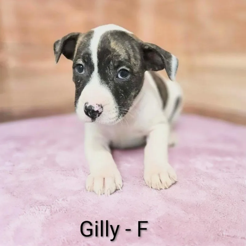 A baby medium-sized female Brindle Pit Bull Terrier dog named Gilly for adoption in Griswold, CT