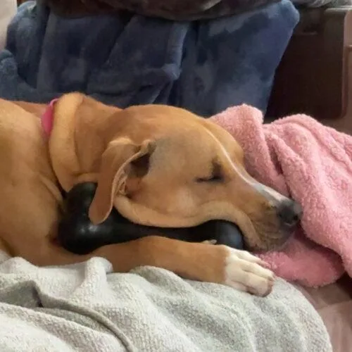 A young large-sized female Yellow / Tan / Blond / Fawn Pit Bull Terrier dog named Kianna RDS for adoption in Rockaway, NJ