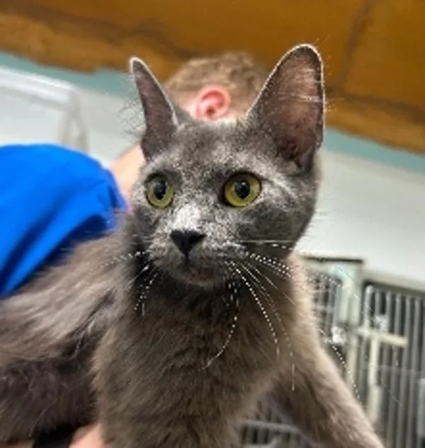 An adult large-sized female Domestic Medium Hair cat named A for adoption in Dallas, GA