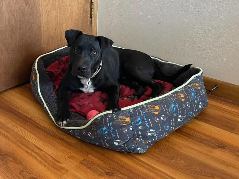 A baby large-sized male Mixed Breed dog named Dice for adoption in Fond Du Lac, WI